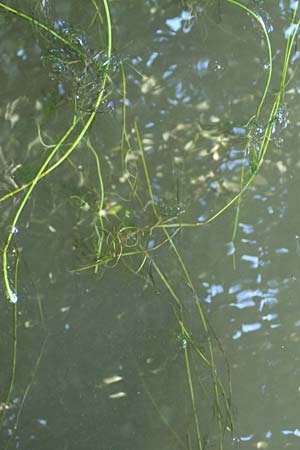 Ranunculus peltatus \ Schild-Wasser-Hahnenfuß, D Offenburg 22.7.2017