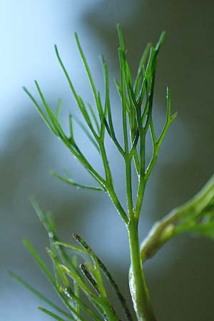 Ranunculus peltatus / Pond Water Crowfoot, D Offenburg 22.7.2017