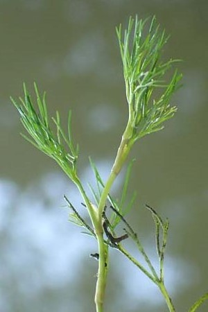 Ranunculus peltatus \ Schild-Wasser-Hahnenfu / Pond Water Crowfoot, D Offenburg 22.7.2017