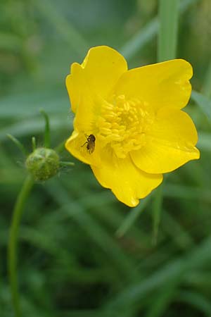 Ranunculus polyanthemoides \ Polyanthemushnlicher Hahnenfu, Verschiedenschnabeliger Hahnenfu / Buttercup, D Biebesheim 12.5.2018