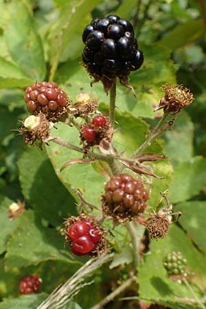 Rubus perperus \ Trgerische Brombeere, Lgen-Brombeere / Deficient Bramble, D Odenwald, Fürth 5.7.2018