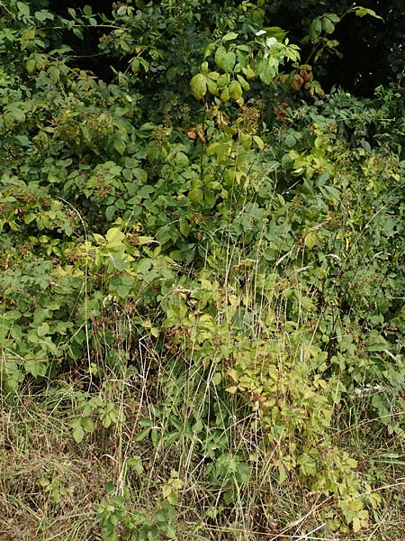 Rubus perperus \ Trgerische Brombeere, Lgen-Brombeere / Deficient Bramble, D Odenwald, Fürth 5.7.2018