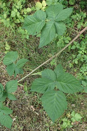 Rubus pruinosus / Pruinose Bramble, D Birstein-Fischborn 30.7.2019