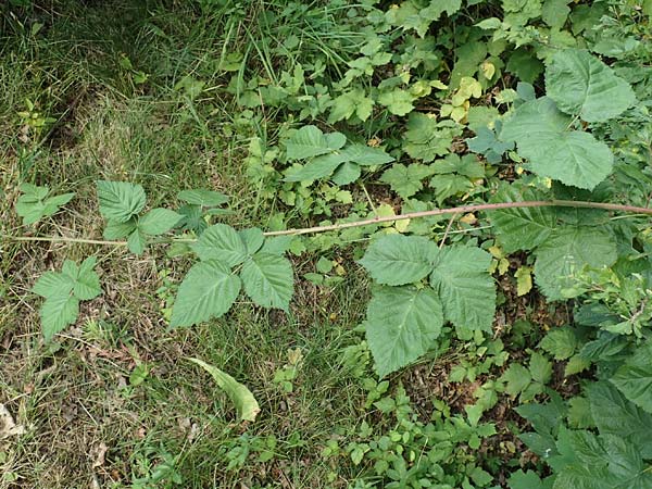 Rubus pruinosus / Pruinose Bramble, D Birstein-Fischborn 30.7.2019