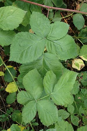 Rubus pruinosus \ Bereifte Haselblatt-Brombeere / Pruinose Bramble, D Birstein-Fischborn 30.7.2019