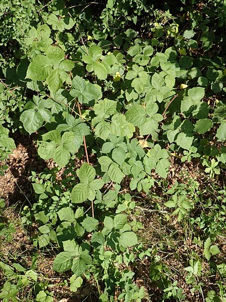 Rubus pruinosus \ Bereifte Haselblatt-Brombeere / Pruinose Bramble, D Birstein-Fischborn 30.7.2019