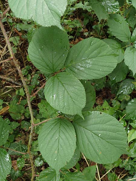 Rubus pedemontanus \ Trufelspitzen-Brombeere / Rust Bramble, D Karlsruhe 14.8.2019