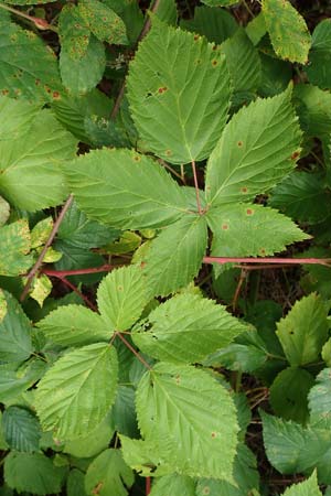 Rubus plicatus \ Falten-Brombeere / Plicate Bramble, D Karlsruhe 14.8.2019