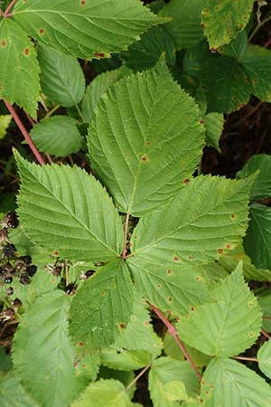 Rubus plicatus \ Falten-Brombeere / Plicate Bramble, D Karlsruhe 14.8.2019