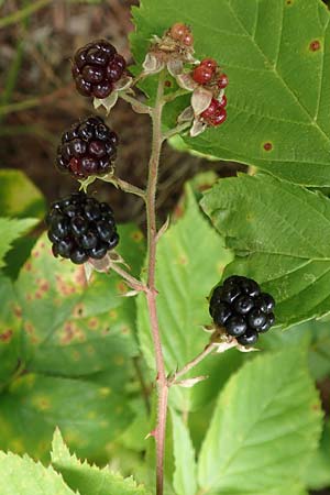 Rubus plicatus \ Falten-Brombeere / Plicate Bramble, D Karlsruhe 14.8.2019