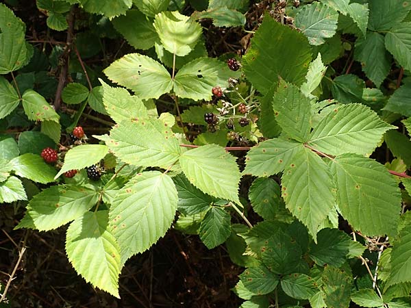 Rubus plicatus \ Falten-Brombeere / Plicate Bramble, D Karlsruhe 14.8.2019