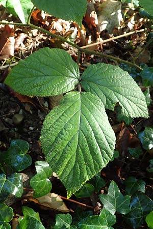 Rubus pedemontanus \ Trufelspitzen-Brombeere / Rust Bramble, D Karlsruhe 18.8.2019