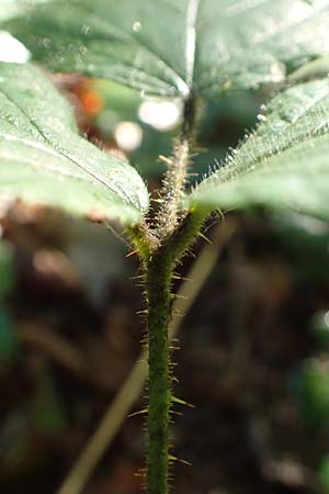 Rubus pedemontanus \ Trufelspitzen-Brombeere / Rust Bramble, D Karlsruhe 18.8.2019