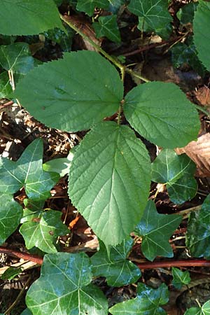 Rubus pedemontanus \ Trufelspitzen-Brombeere / Rust Bramble, D Karlsruhe 18.8.2019