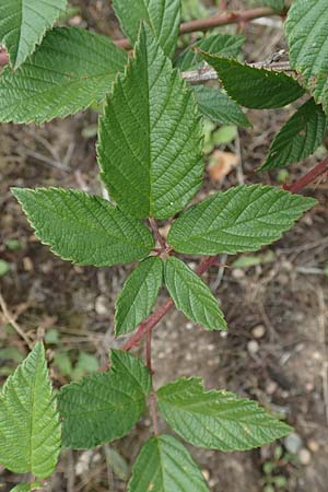 Rubus phyllostachys \ Durchbltterte Brombeere / Ear-Leaf Bramble, D Rheinstetten-Silberstreifen 18.8.2019