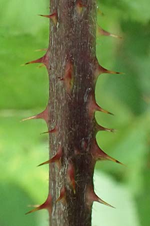 Rubus pseudoinfestus \ Falsche Feindliche Brombeere, D Bretten-Gölshausen 20.8.2019