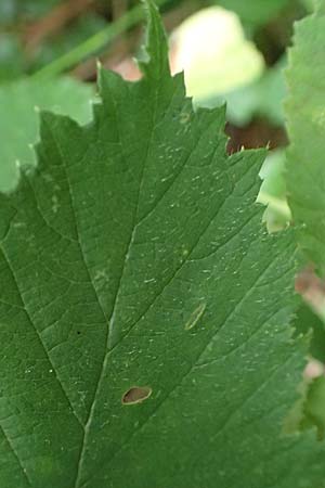 Rubus pseudoinfestus \ Falsche Feindliche Brombeere, D Bretten-Gölshausen 20.8.2019