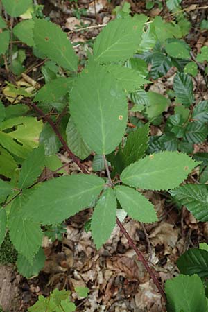 Rubus pseudoinfestus \ Falsche Feindliche Brombeere / False Adversarial Bramble, D Bretten-Gölshausen 20.8.2019