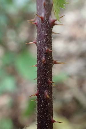 Rubus pseudoinfestus \ Falsche Feindliche Brombeere / False Adversarial Bramble, D Bretten-Gölshausen 20.8.2019