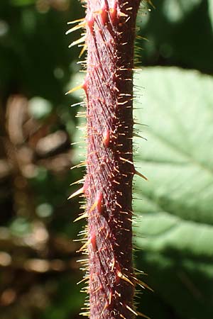 Rubus pedemontanus \ Trufelspitzen-Brombeere / Rust Bramble, D Schwarzwald/Black-Forest, Hornisgrinde 4.9.2019