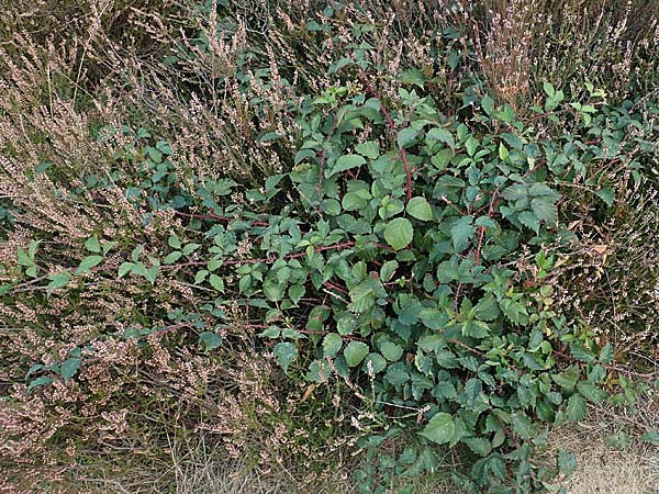 Rubus leiningeri \ Leininger Brombeere / Leiningen Bramble, D Mehlinger Heide 10.9.2019