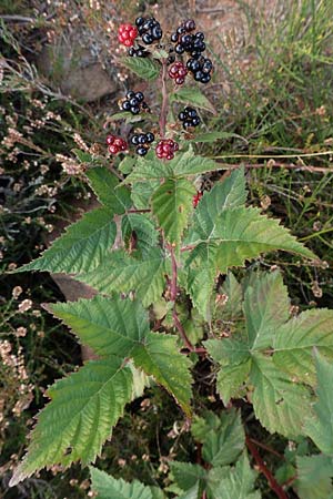 Rubus phyllostachys \ Durchbltterte Brombeere / Ear-Leaf Bramble, D Mehlinger Heide 10.9.2019