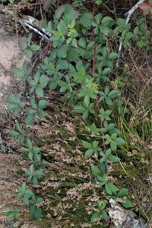 Rubus phyllostachys \ Durchbltterte Brombeere / Ear-Leaf Bramble, D Mehlinger Heide 10.9.2019