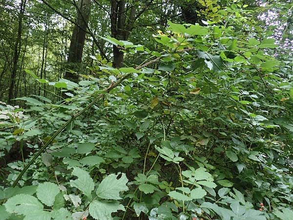 Rubus procerus / Himalayan Bramble, D Pfinztal-Berghausen 11.9.2019