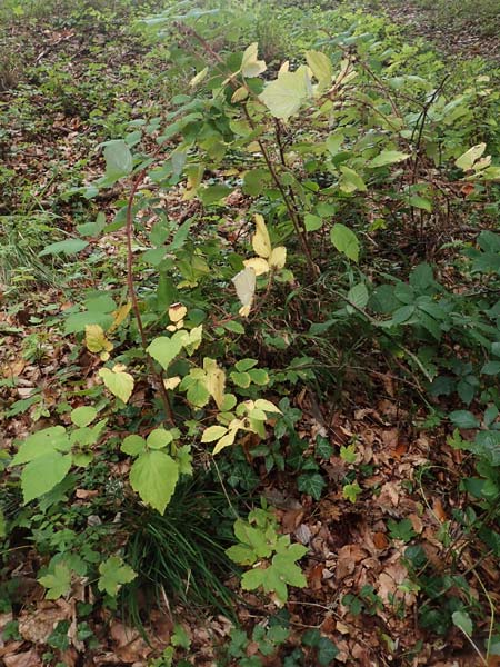 Rubus phoenicolasius \ Japanische Weinbeere, Rotborstige Himbeere / Wine Raspberry, D Bensheim 1.10.2019