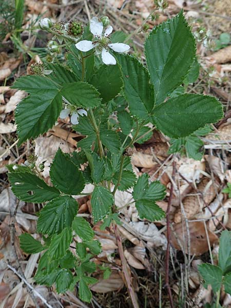 Rubus plicatus \ Falten-Brombeere / Plicate Bramble, D Bad Orb 20.6.2020