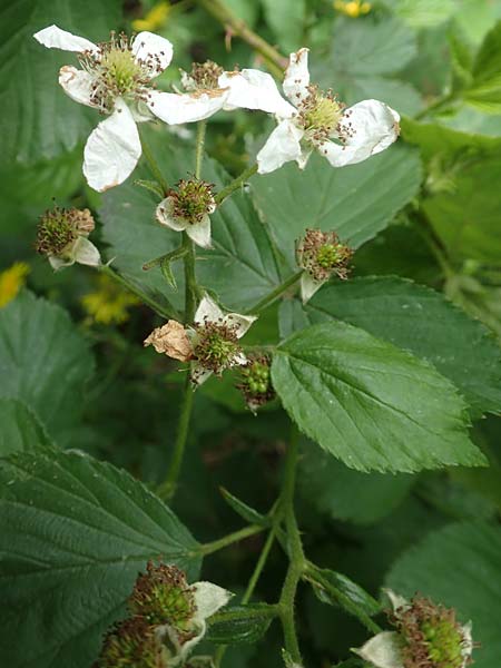 Rubus plicatus \ Falten-Brombeere / Plicate Bramble, D Spessart, Mernes 20.6.2020