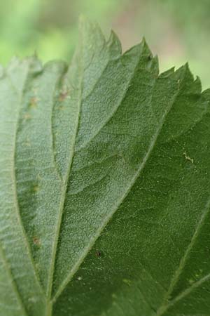 Rubus plicatus \ Falten-Brombeere / Plicate Bramble, D Spessart, Mernes 20.6.2020