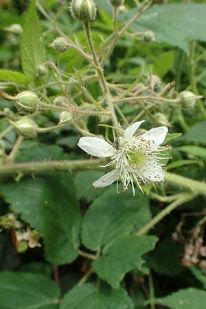 Rubus pallidus \ Bleiche Brombeere / Pale Bramble, D Steinau an der Straße-Seidenroth 20.6.2020