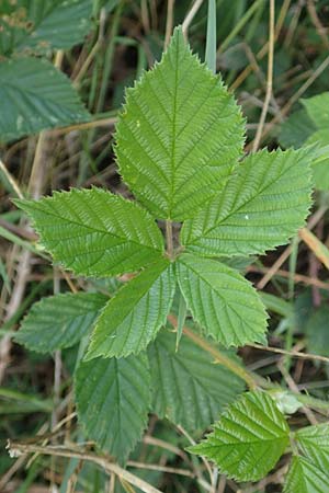 Rubus specG ? \ Brombeere / Bramble, D Eschenburg-Simmersbach 21.6.2020