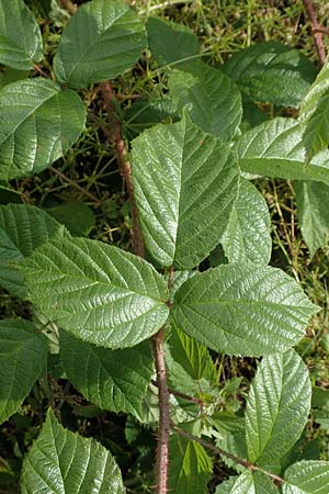 Rubus pseudolusaticus \ Falsche Lausitzer Brombeere / False Lusatian Bramble, D Höxter-Ottbergen 29.7.2020