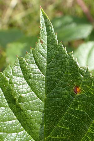 Rubus pseudolusaticus \ Falsche Lausitzer Brombeere / False Lusatian Bramble, D Höxter-Ottbergen 29.7.2020