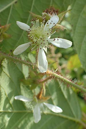 Rubus pseudolusaticus \ Falsche Lausitzer Brombeere / False Lusatian Bramble, D Höxter-Ottbergen 29.7.2020