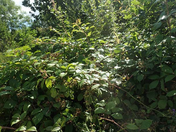 Rubus pseudolusaticus \ Falsche Lausitzer Brombeere / False Lusatian Bramble, D Höxter-Ottbergen 29.7.2020