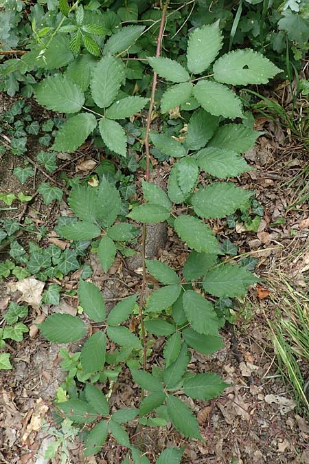 Rubus perperus \ Trgerische Brombeere, Lgen-Brombeere, D Baunatal-Altenritte 29.7.2020