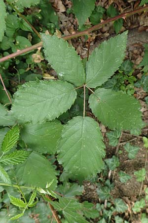 Rubus perperus \ Trgerische Brombeere, Lgen-Brombeere, D Baunatal-Altenritte 29.7.2020