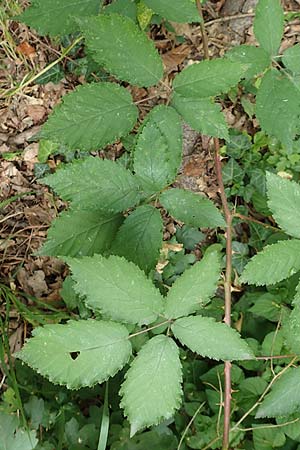 Rubus perperus \ Trgerische Brombeere, Lgen-Brombeere, D Baunatal-Altenritte 29.7.2020