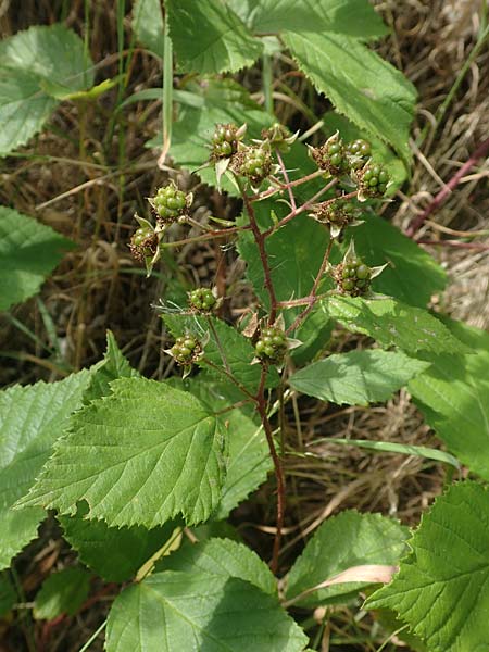 Rubus pallidus \ Bleiche Brombeere / Pale Bramble, D Schenklengsfeld-Erdmannrode 29.7.2020