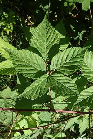 Rubus plicatus \ Falten-Brombeere / Plicate Bramble, D Fulda 30.7.2020