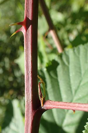 Rubus plicatus \ Falten-Brombeere / Plicate Bramble, D Fulda 30.7.2020