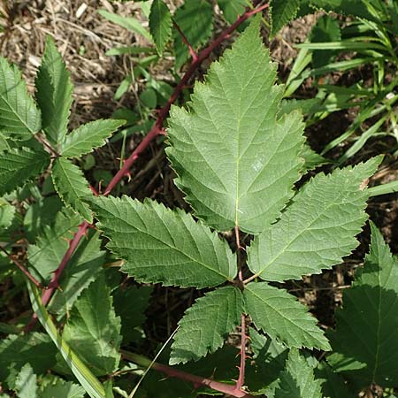 Rubus pericrispatus \ Wellige Brombeere / Undulate Bramble, D Frankfurt-Niederrad 19.8.2020