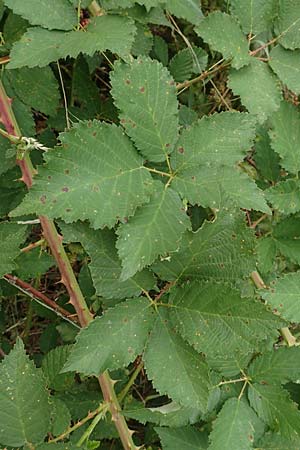 Rubus pericrispatus \ Wellige Brombeere / Undulate Bramble, D Odenwald, Rimbach 27.8.2020