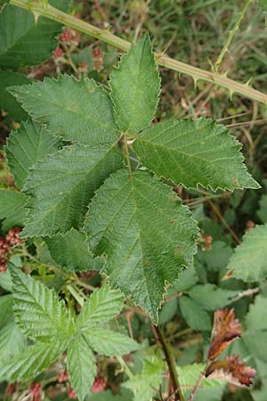 Rubus pericrispatus \ Wellige Brombeere / Undulate Bramble, D Odenwald, Rimbach 27.8.2020