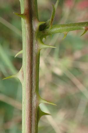 Rubus pericrispatus \ Wellige Brombeere, D Odenwald, Rimbach 27.8.2020