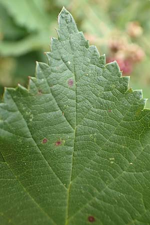 Rubus pericrispatus \ Wellige Brombeere, D Odenwald, Rimbach 27.8.2020