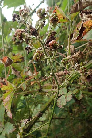 Rubus pericrispatus \ Wellige Brombeere / Undulate Bramble, D Odenwald, Rimbach 27.8.2020